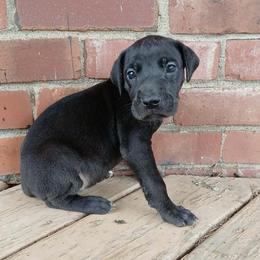 Attina - Black female Great Dane puppy in Marshall, Michigan from Dream K9