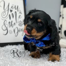 Dachshund Puppies from The Royal Kennel