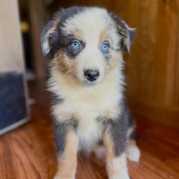 Girl 2 - Blue merle female Australian Shepherd puppy in Smithville, Arkansas from Harris Farms and Aussies