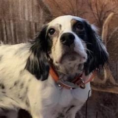 Ruby - English Setter