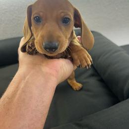Green - Red male Dachshund puppy in Corona, California from Long Dog Dachshund Pups