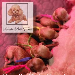Poodle puppies from Poodle Pals By Jen