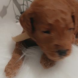 Goldendoodles from Wesley Doodles