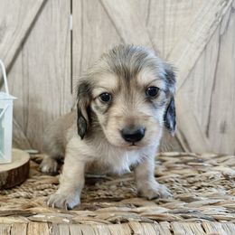 Dachshund Puppies from T&C Dachshunds