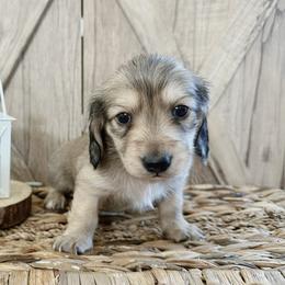 Dachshund Puppies from T&C Dachshunds
