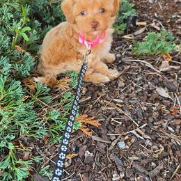 Allie - Buff and white female Cockapoo puppy in Ellensburg, Washington from Dawn to Dusk Cockapoos