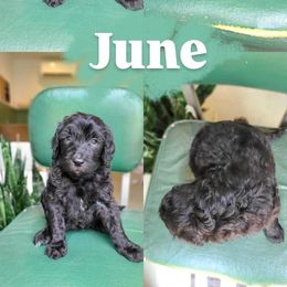 1st pick black team - Black female Goldendoodle puppy in Wagener, South Carolina from Noble Friend Breeders LLC