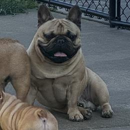 Teddy - French Bulldog
