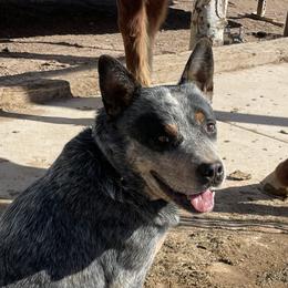Odie - Australian Cattle Dog