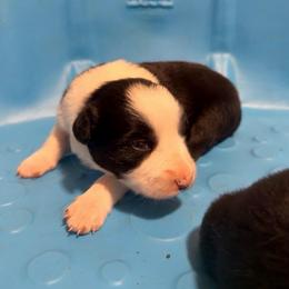 Sweet Pea - Black and white female Border Collie puppy in Lebanon, Oregon from Cahill’s Canines