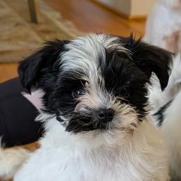 Lucky - White male Havanese puppy in Anderson, South Carolina from Moe's Goldens and HavAntics