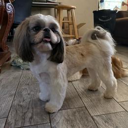 Violeta - Shih Tzu