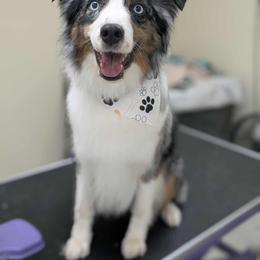 Hunter - Blue merle male Miniature Australian Shepherd puppy in Menomonee Falls, Wisconsin from Hunt N Oaks