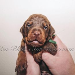 "C litter " Doberman Pinscher Puppies from Black Star Dobermans