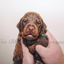 "C litter " Doberman Pinscher Puppies from Black Star Dobermans