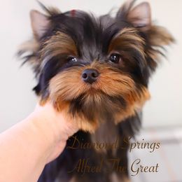 Alfred - Blue and gold male Yorkshire Terrier puppy in Placerville, California from Diamond Springs Boutique