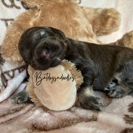 Cavapoo, Cockapoo, and French Bulldog Puppies from Batdogsndoodles