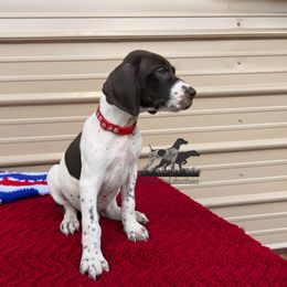 German Shorthaired Pointer and Vizsla Puppies from Pilgrims Trails Shorthairs
