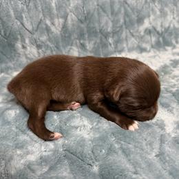 Amber - Red tri-color female Australian Shepherd puppy in Oxford, Florida from SoCo Aussies