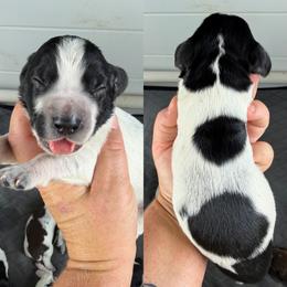 Blue roan 1 - Blue roan male English Cocker Spaniel puppy in Millen, Georgia from Pine Hill Kennels