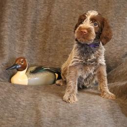 Dk. Purple - Brown and gray female Wirehaired Pointing Griffon puppy in Afton, Wisconsin from Daehler's Wirehaired Pointing Griffons