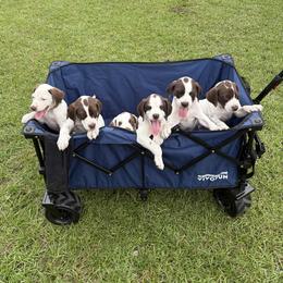 German Shorthaired Pointer Puppies from Rachel Forehand
