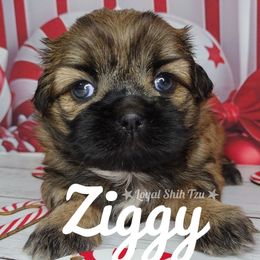 Ziggy - Gold and white male Shih Tzu puppy in Peoria, Arizona from Loyal Shih Tzu