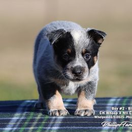 Charlie Boy 2 - Blue speckled male Australian Cattle Dog puppy in Point, Texas from Lakylu Kennels