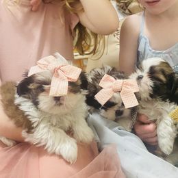 Shih Tzu Puppies from Tiny Bubbles Shih Tzus