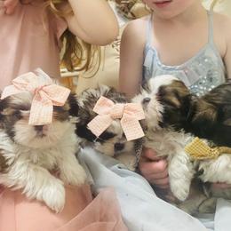 Shih Tzu Puppies from Tiny Bubbles Shih Tzus