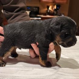 Pink - Black male Jagdterrier puppy in Monroe, Oregon from Oregon Jagdterrier