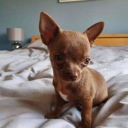 Chihuahuas and Rat Terriers from Emadens