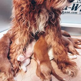 Goldendoodle Puppies from Halo Doodles