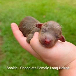 Sookie - Chocolate and tan female Dachshund puppy in Quitman, Mississippi from S-and-A Kennels