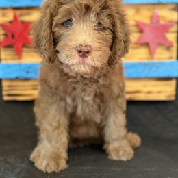 Marina - Brown and white female Saint Berdoodle puppy in Chicago, Illinois from Gentle Giant Saint Berdoodles