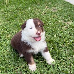 Yellow - Red tri-color male Australian Shepherd puppy in Fontana, California from J.O Family Aussies
