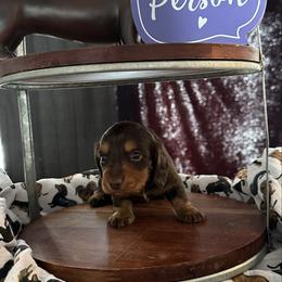Godiva - Chocolate and tan female Dachshund puppy in Hudson, Michigan from Mittentail Kennel Miniature Dachshunds