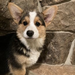 Trooper - Pembroke Welsh Corgi puppy from Mak-N-Hay Farms
