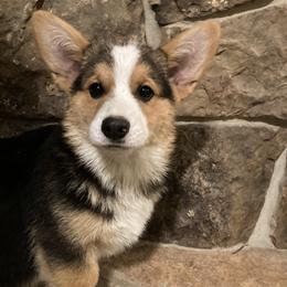 Trooper - Pembroke Welsh Corgi puppy from Mak-N-Hay Farms