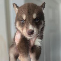Red and tan boy - Red and white male Siberian Husky puppy in East Otto, New York from Howling Huskies