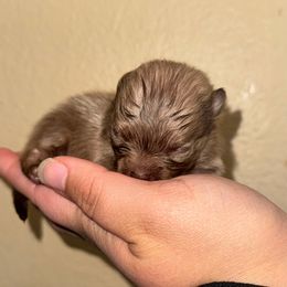 Tiny Male - Chocolate sable female Pomeranian puppy in Denver, Colorado from Melrey's paws