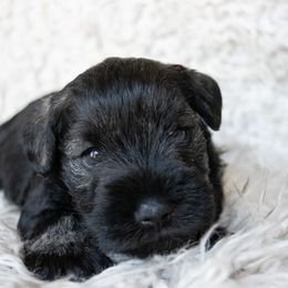 Hootie - Salt and pepper male Miniature Schnauzer puppy in Folkston, Georgia from Poplar Creek Miniature Schnauzers