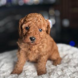 Zoey - Red  female Poodle puppy in South Jordan, Utah from Wasatch Pup
