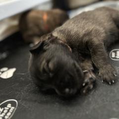 Belgian Tervuren Puppies from Moonlight Tervuren