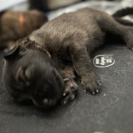 Belgian Tervuren Puppies from Moonlight Tervuren