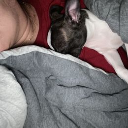 Boston Terrier Puppies from Christina's Boston Terriers