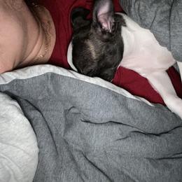 Boston Terrier Puppies from Christina's Boston Terriers