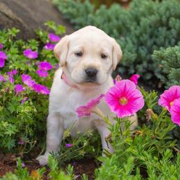 Labrador Retriever Puppies from Mayfield Farm