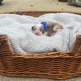 Bentley - Blenheim male Cavalier King Charles Spaniel puppy in Shingle Springs, California from California Spaniels