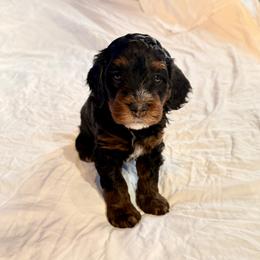 Tri Color Male 2 - Tri-color male Bernedoodle puppy in Anchorage, Alaska from Cascade Country Doodles
